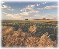 Tumbleweeds mass at a field fence outside Santa Fe, New Mexico.